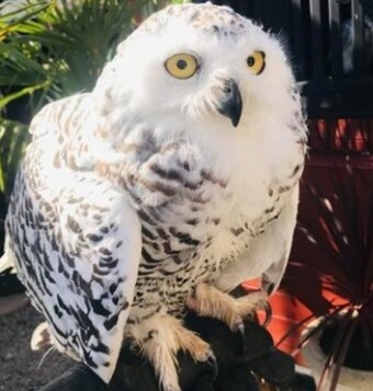 Female Snowy owl 3 years old 