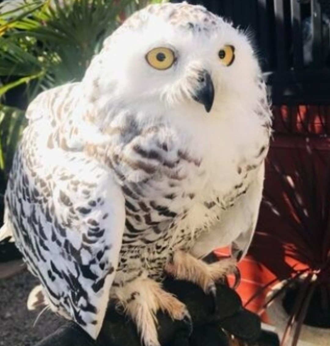 Female Snowy owl 3 years old  in {LOCATION}