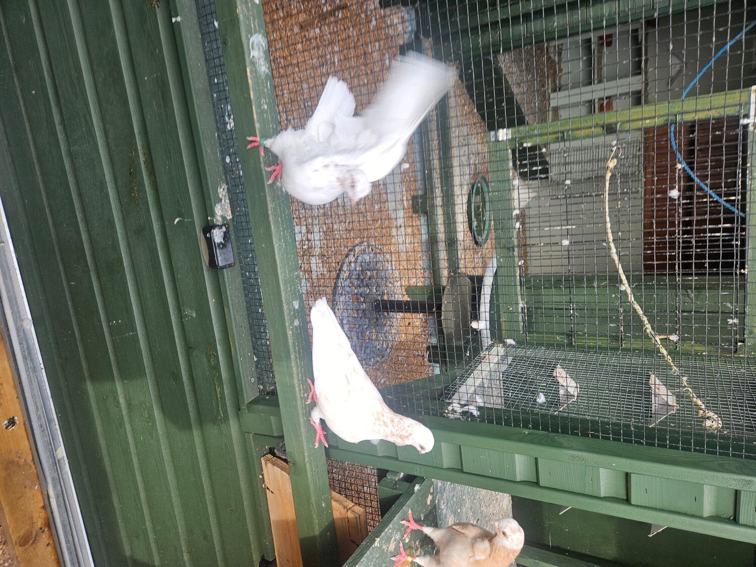 Pigeons