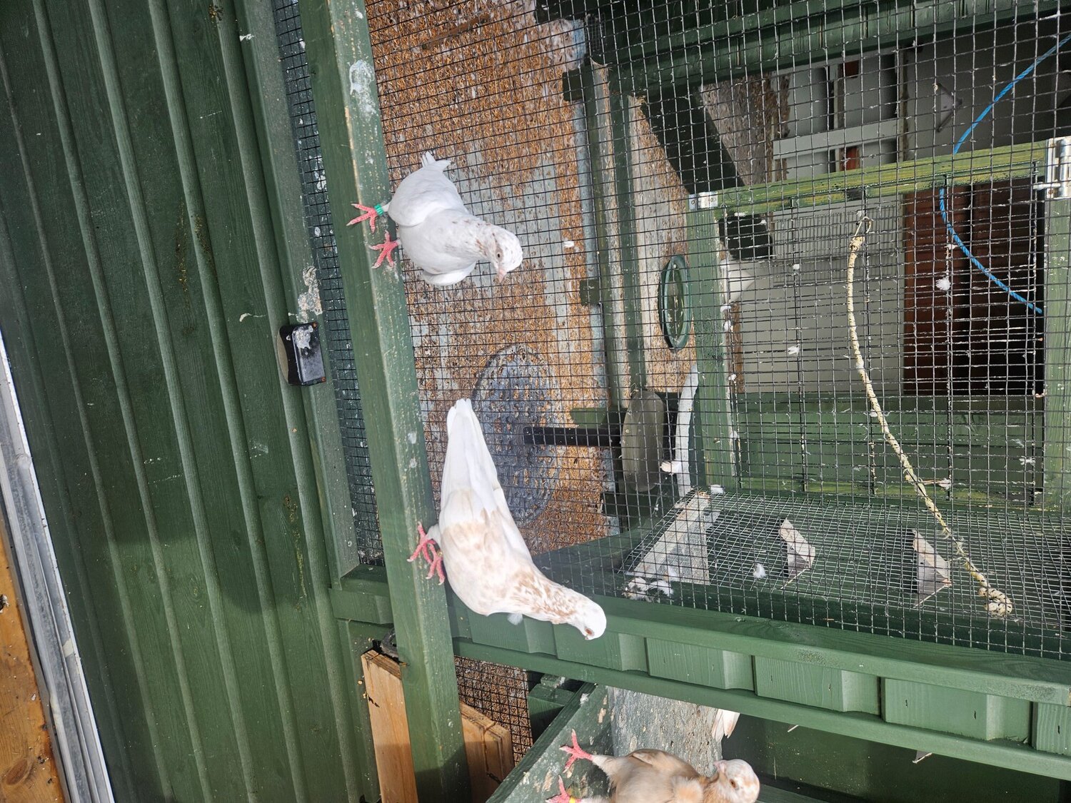 Pigeons - {TYPE}