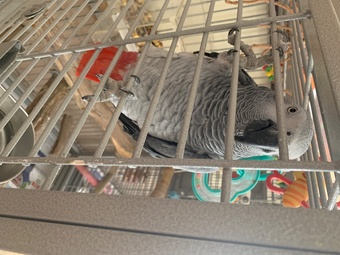 Female gray and cage 
