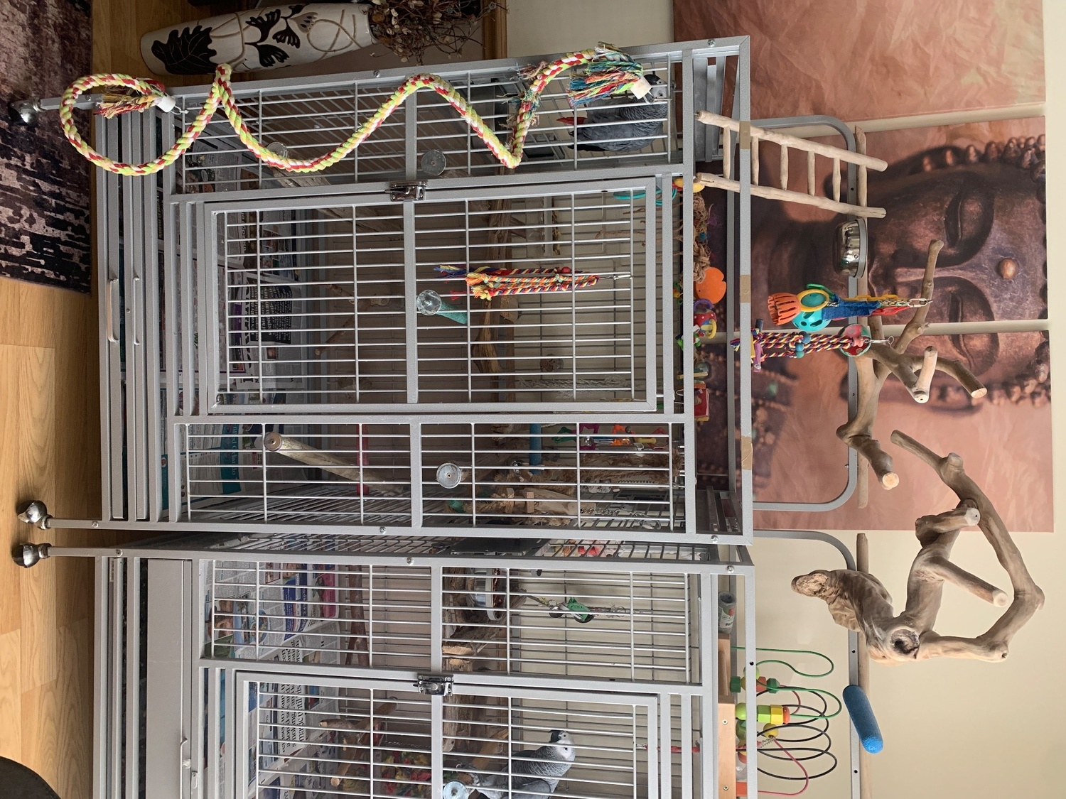 African Greys