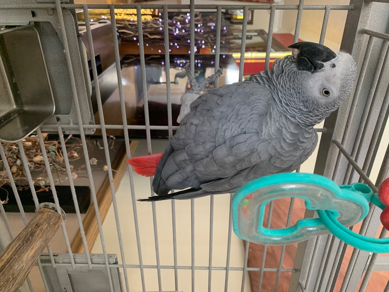 African Greys - {TYPE}
