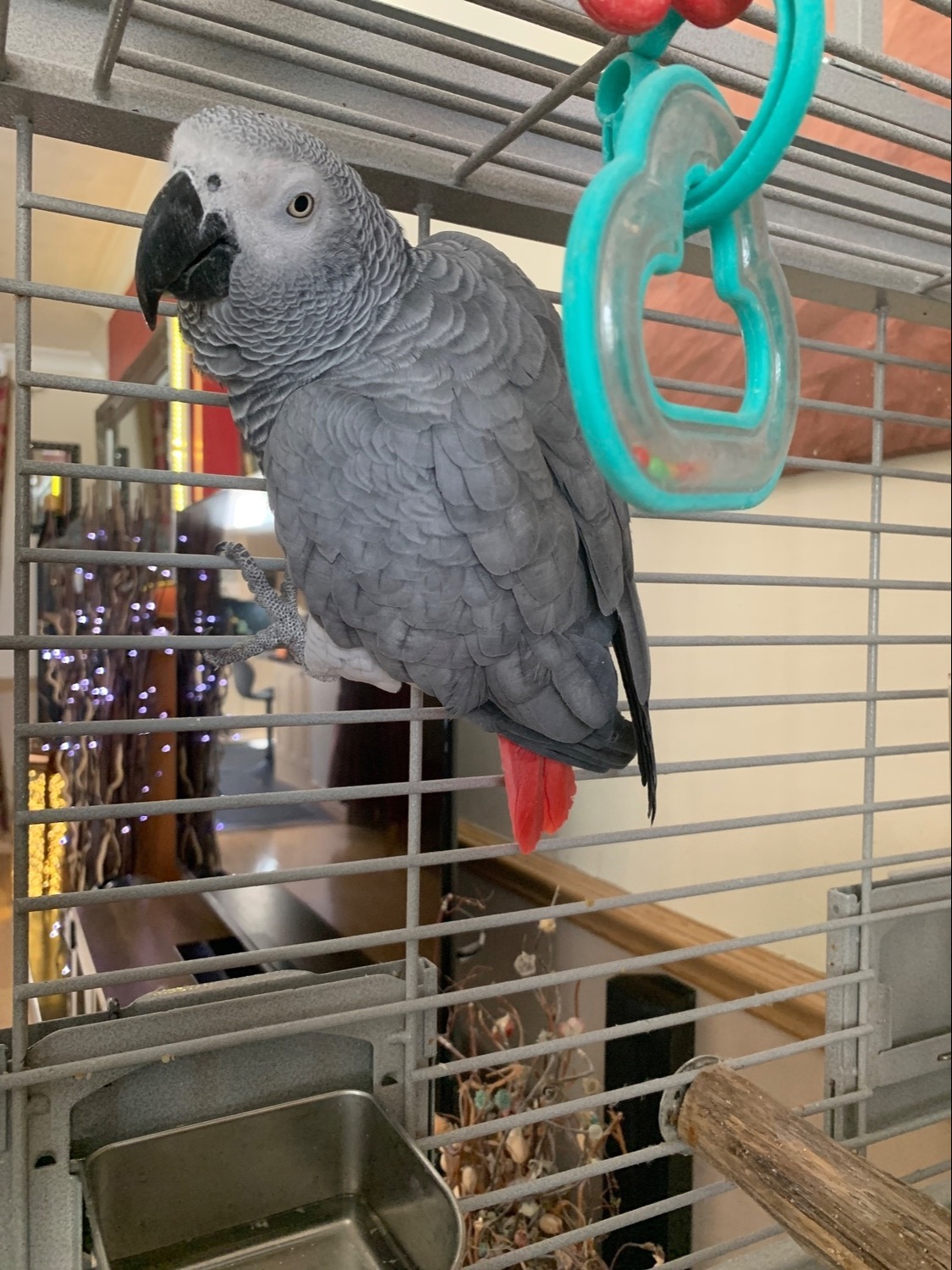African Greys - {TYPE}
