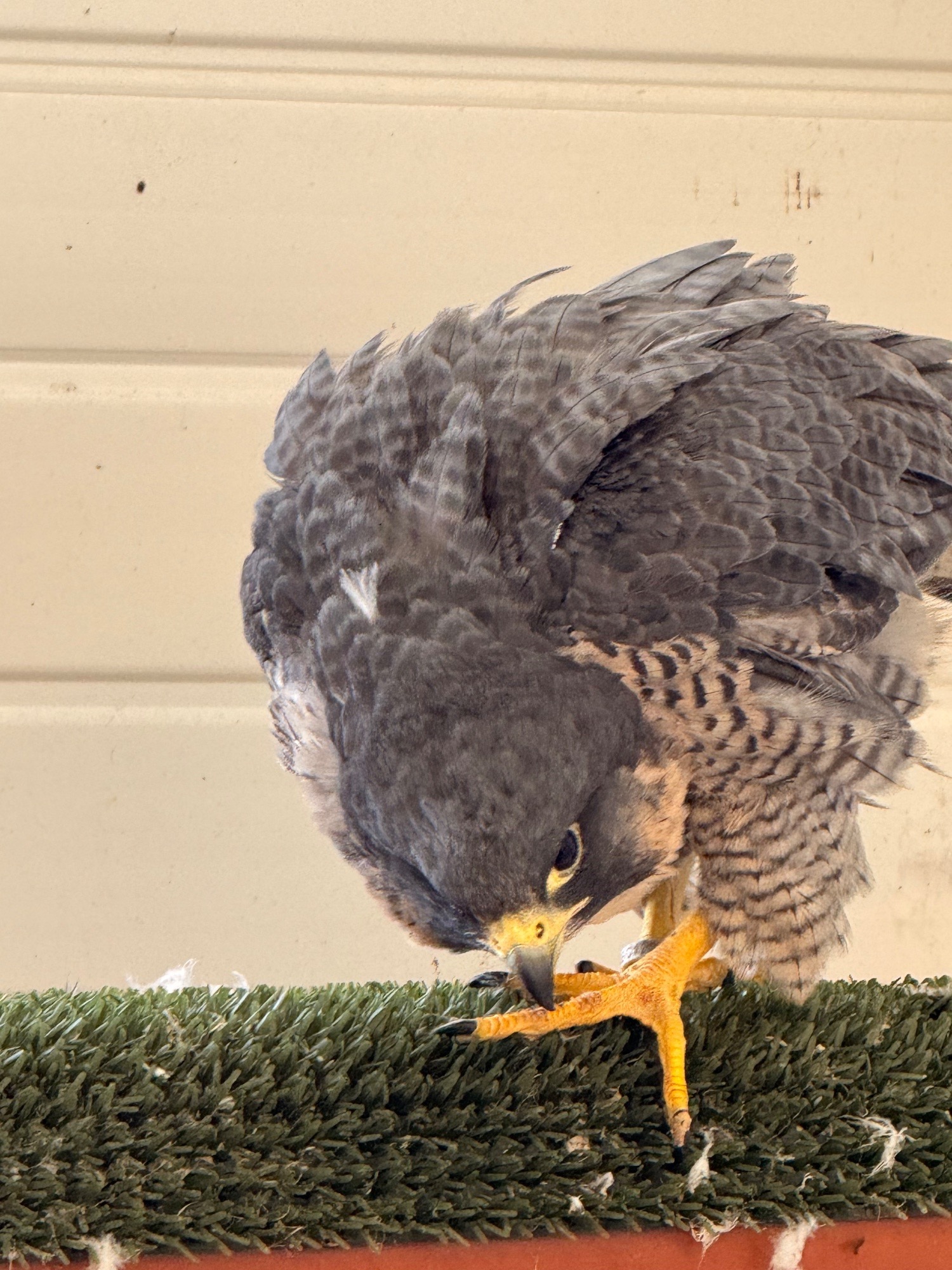 Peregrine Falcon Imprint Female  in {LOCATION}