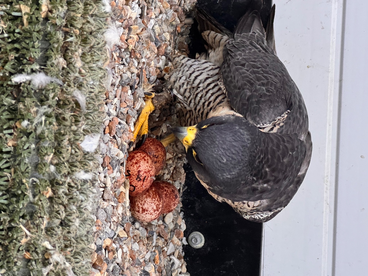 2026 female peregrine falcons with A10 in {LOCATION}