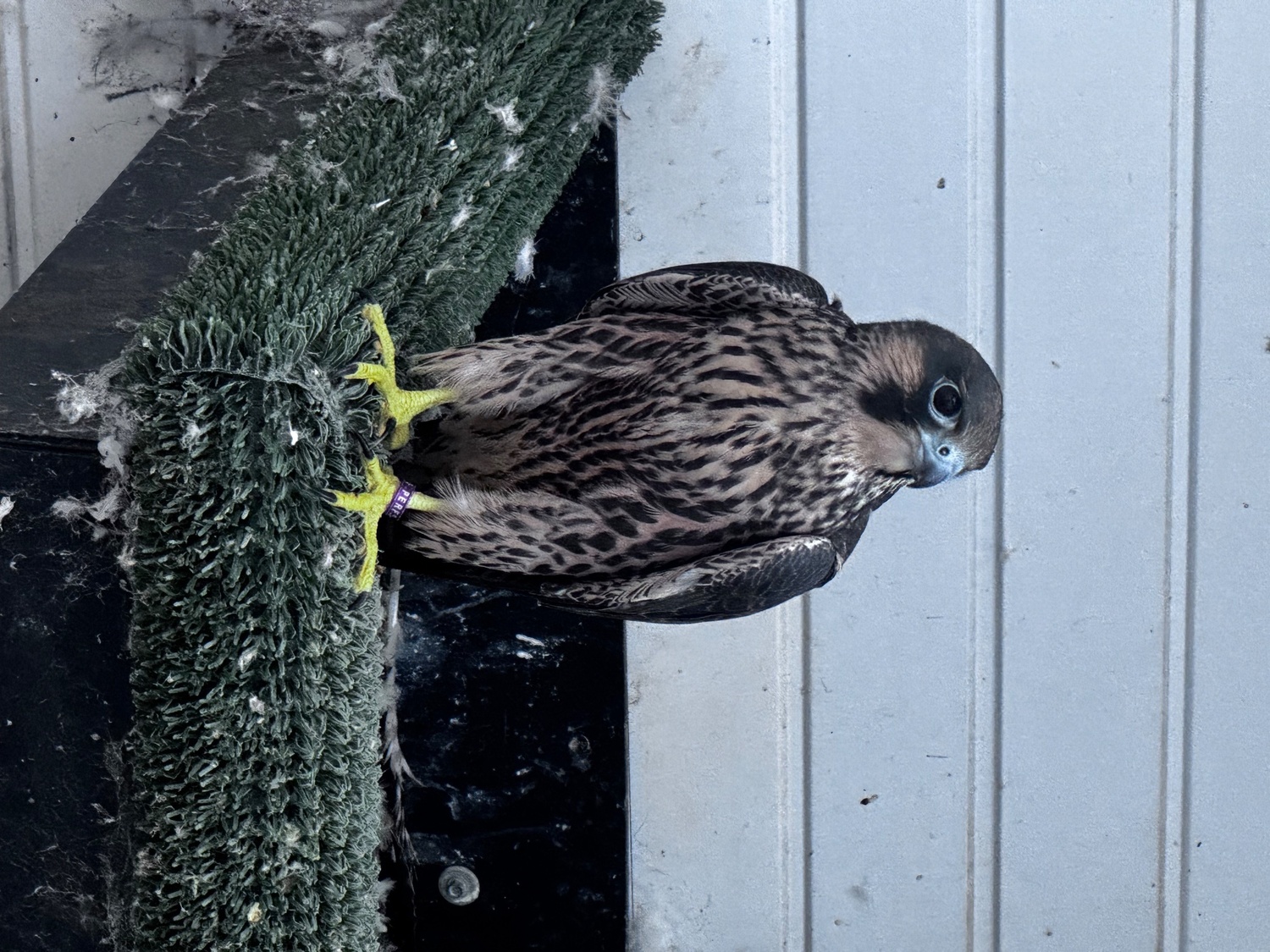 Falcons