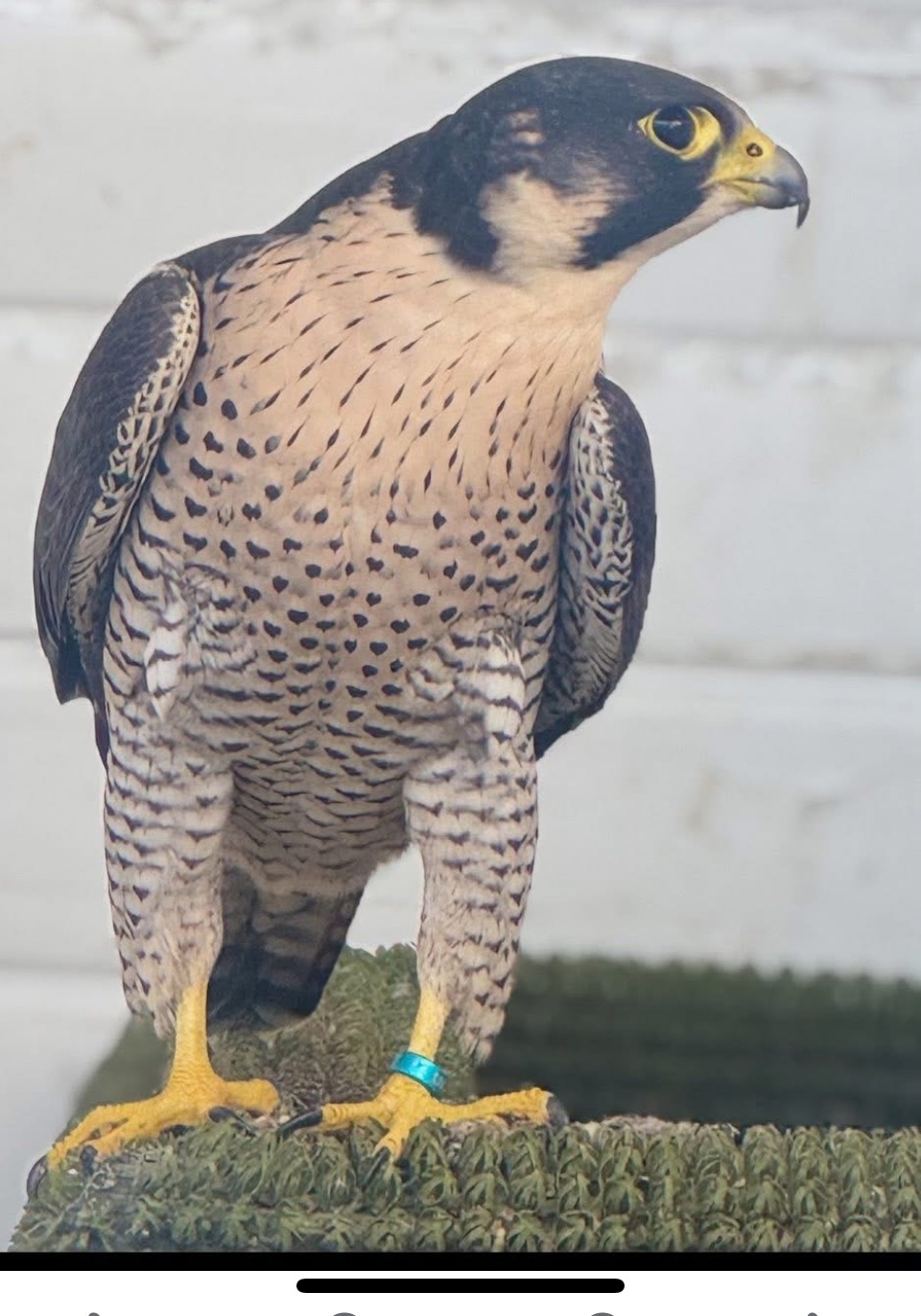 Falcons - {TYPE}