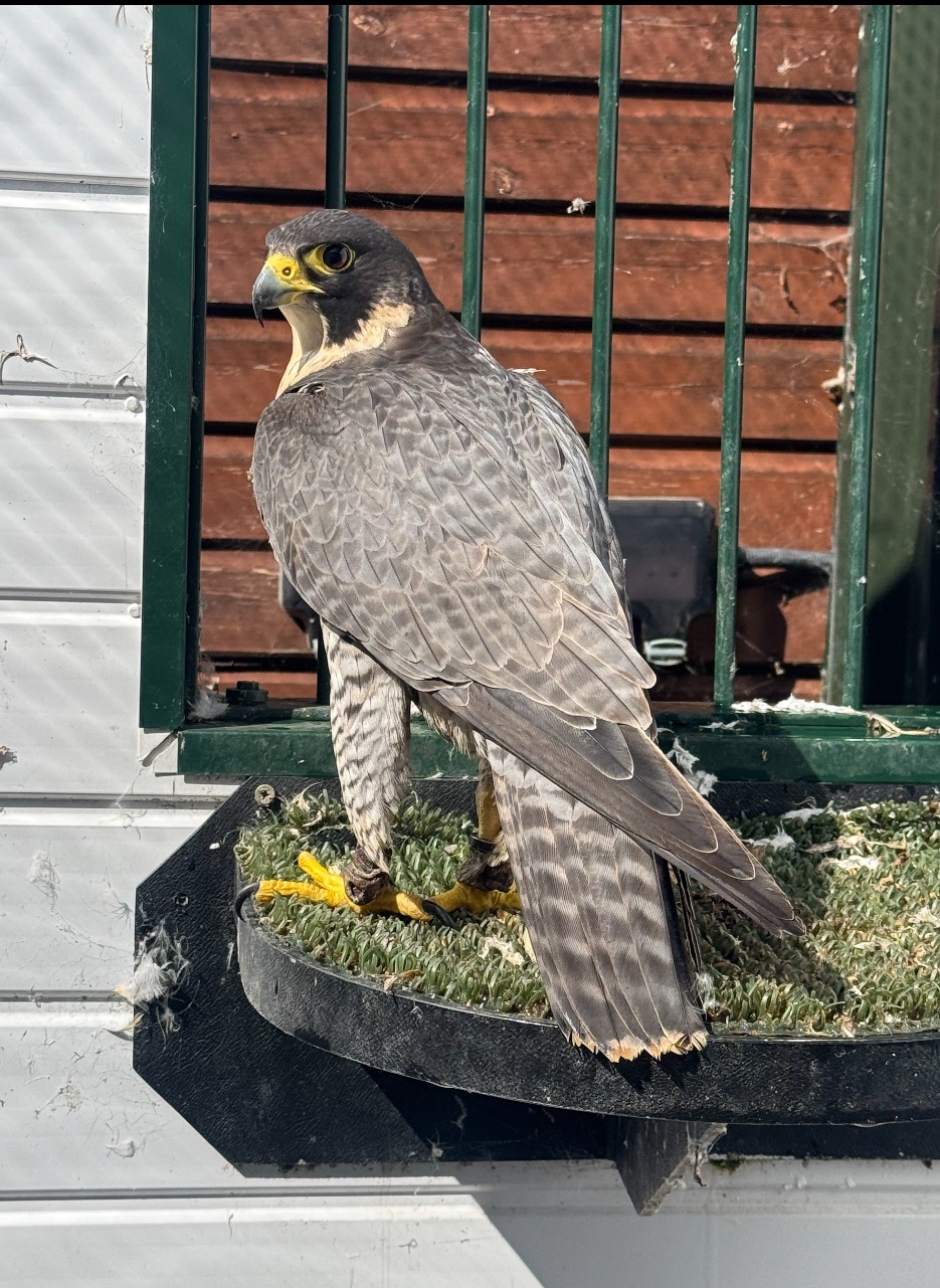 Falcons - 2026 female peregrine falcons with A10