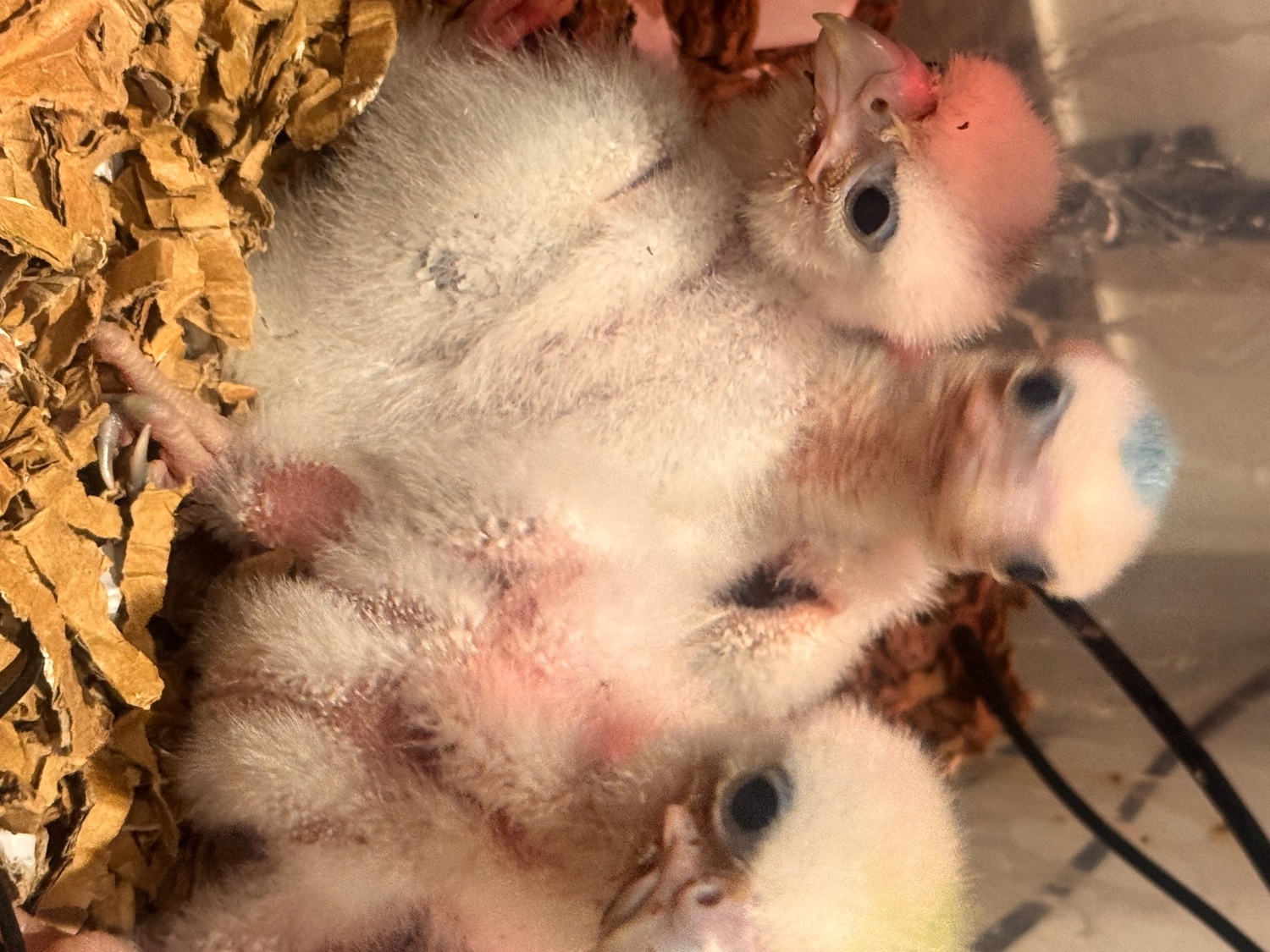 2026 female peregrine falcons with A10 - Falcons