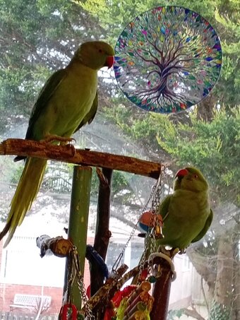 pair of IRNs both about 2 years,male just started getting black ring on neck.