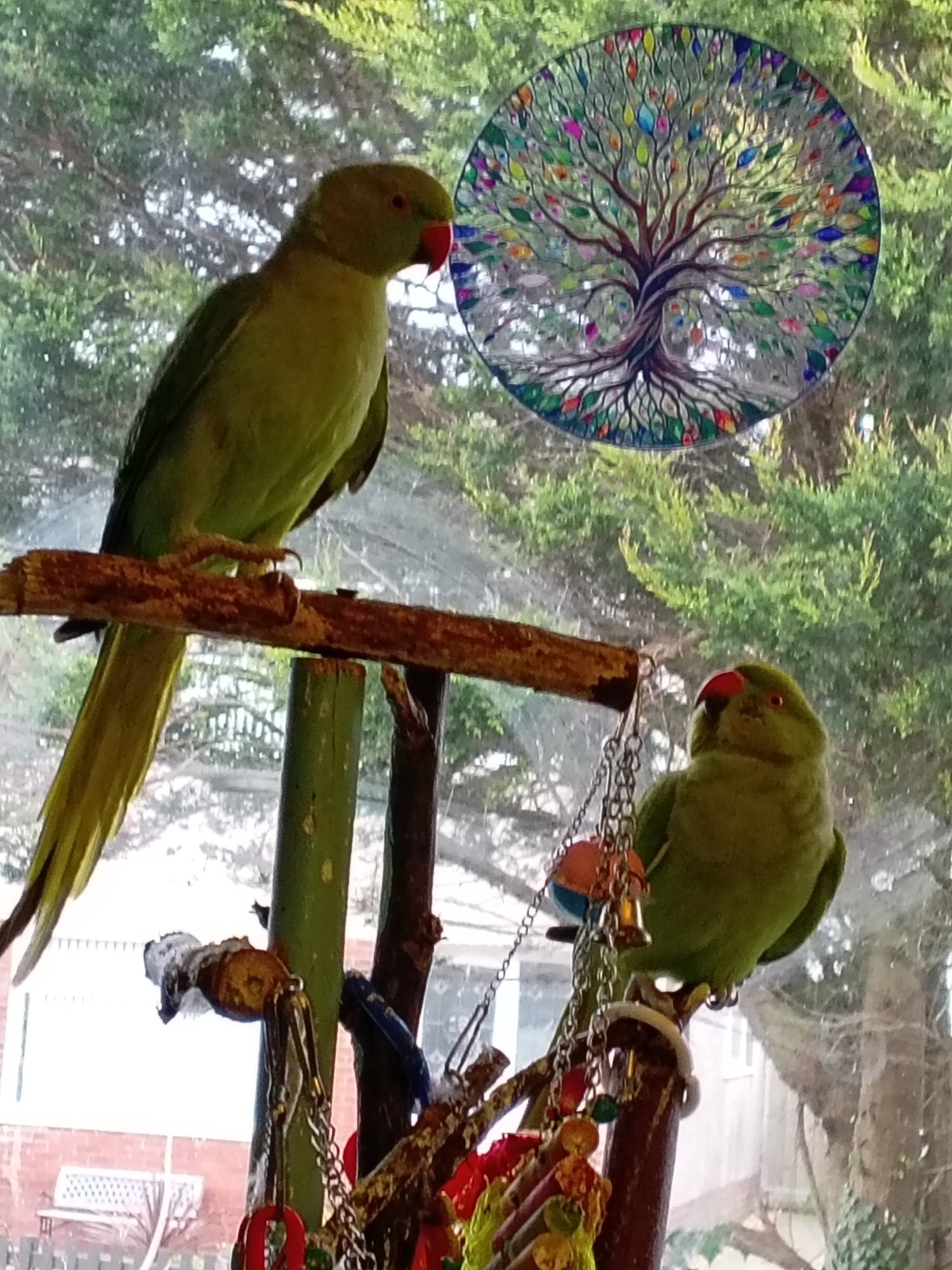 pair of IRNs both about 2 years,male just started getting black ring on neck. in {LOCATION}