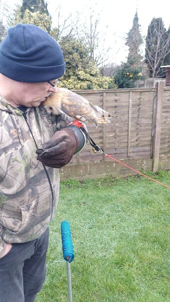 Female Barn Owl ( Very Tame )