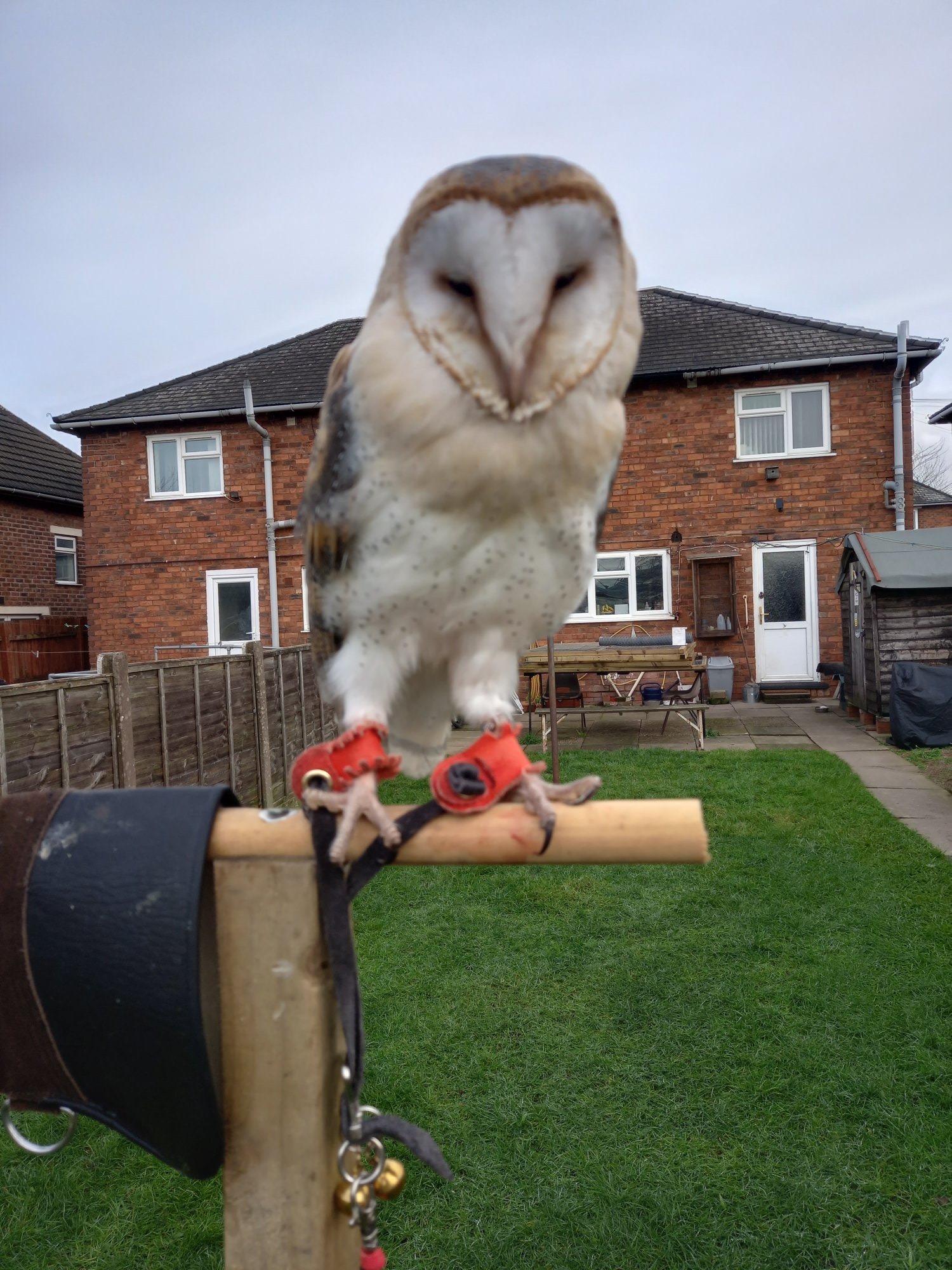 Owls - {TYPE}
