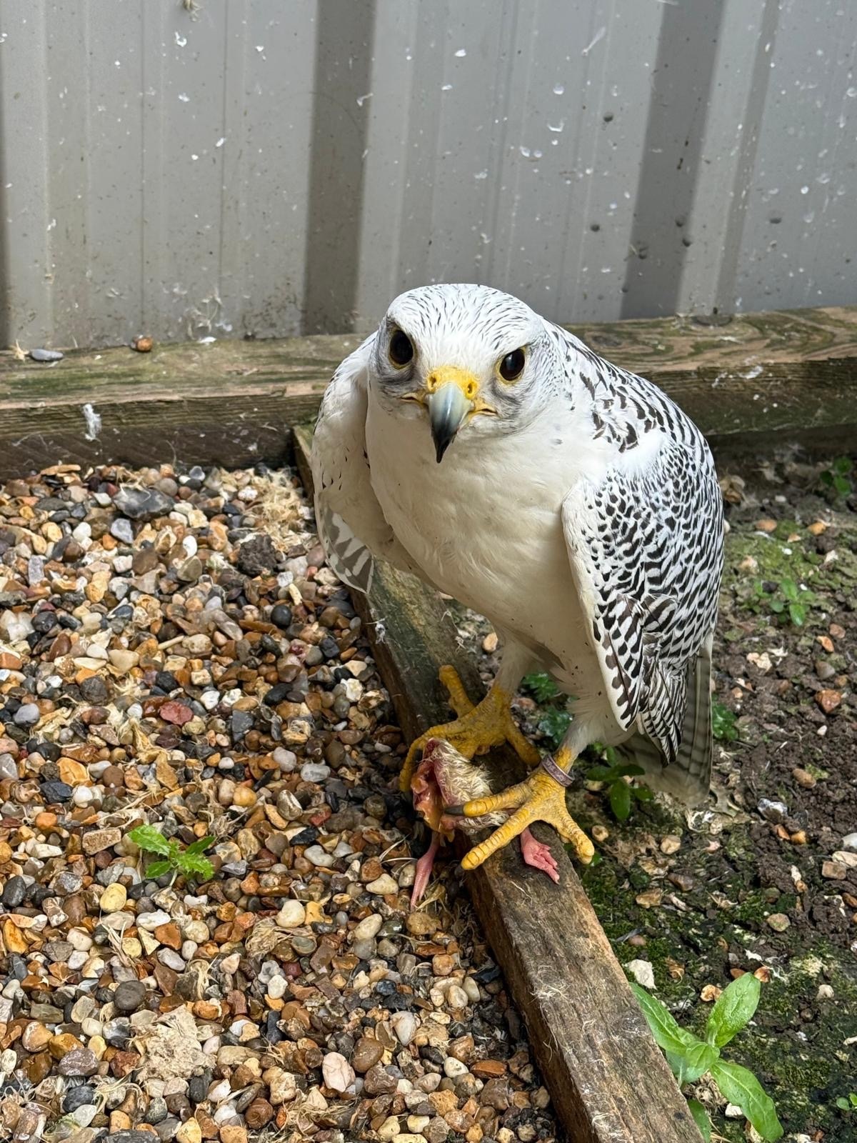 Falcons