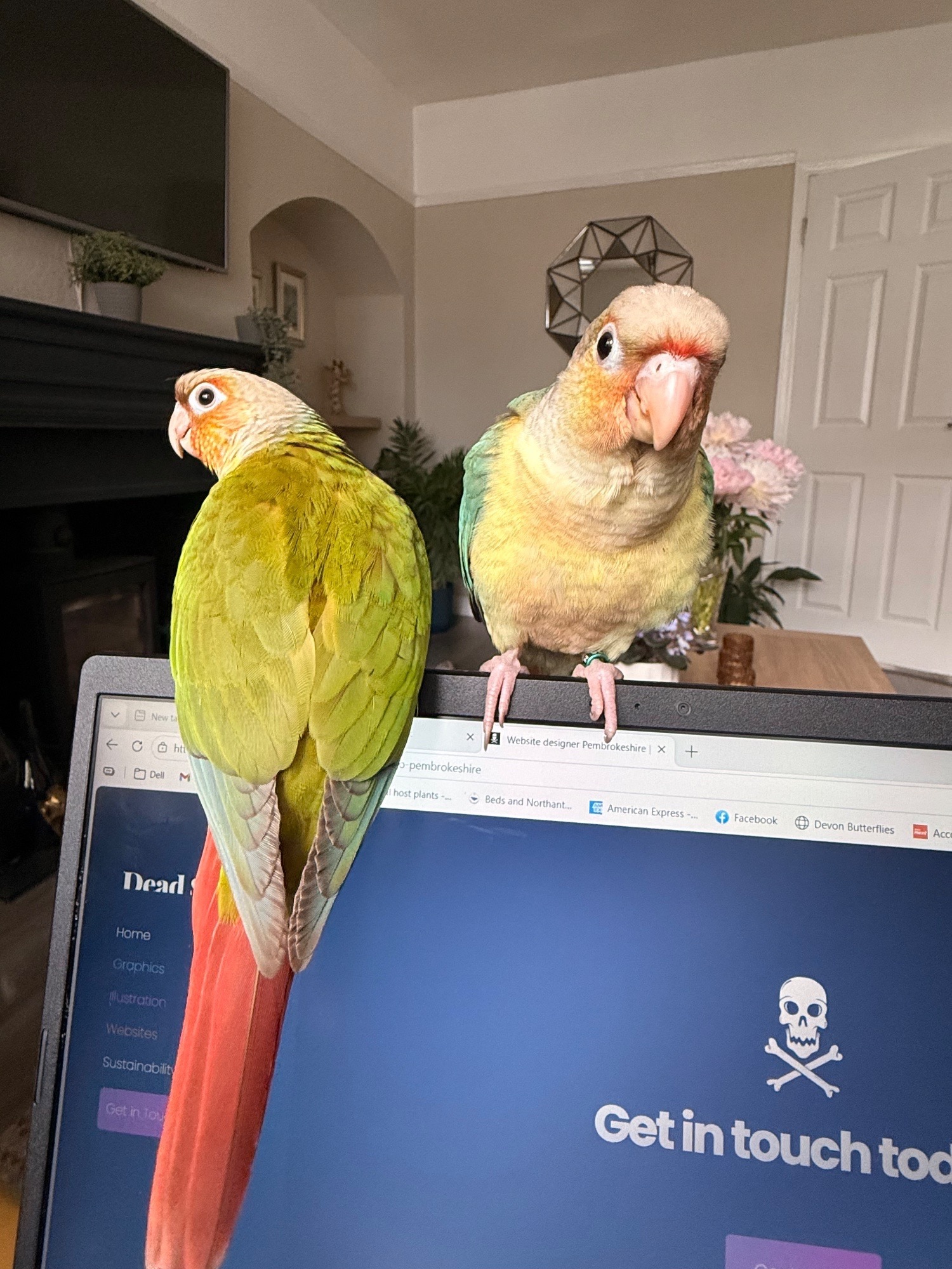 Conures