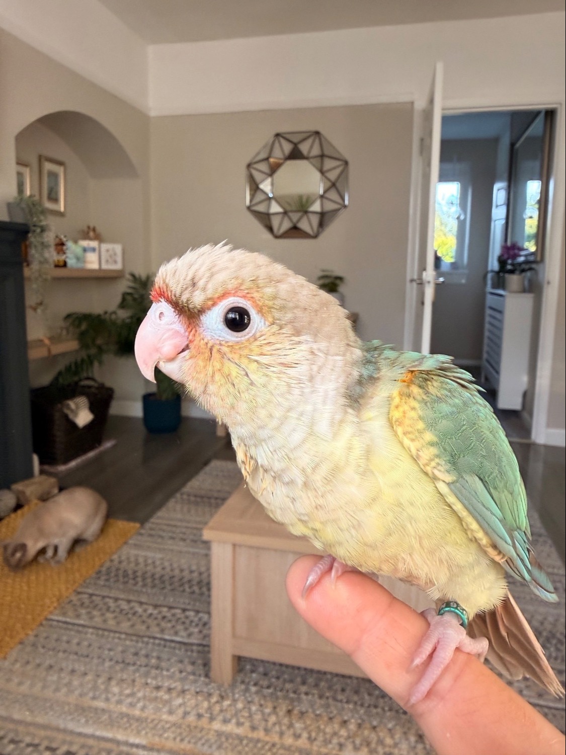 Conures - {TYPE}