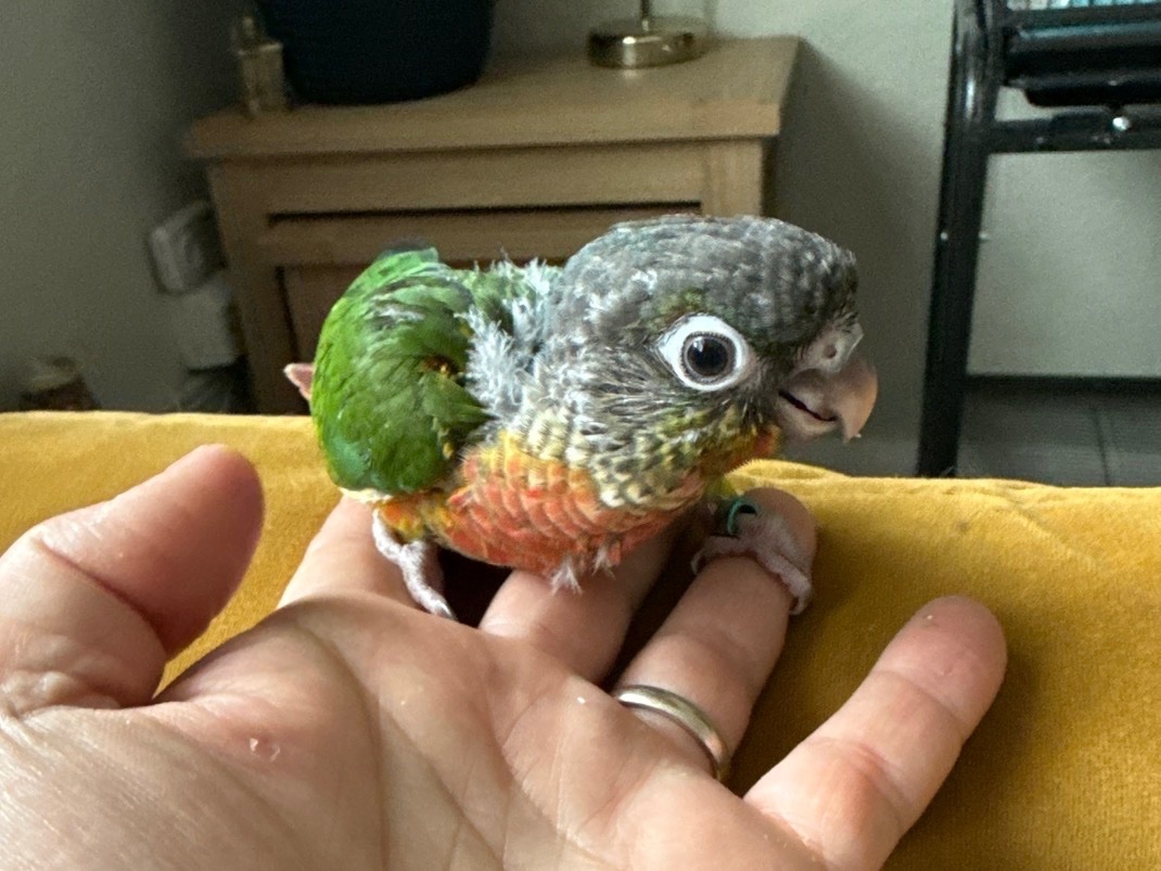 Conures - Hand reared baby Green cheek conures