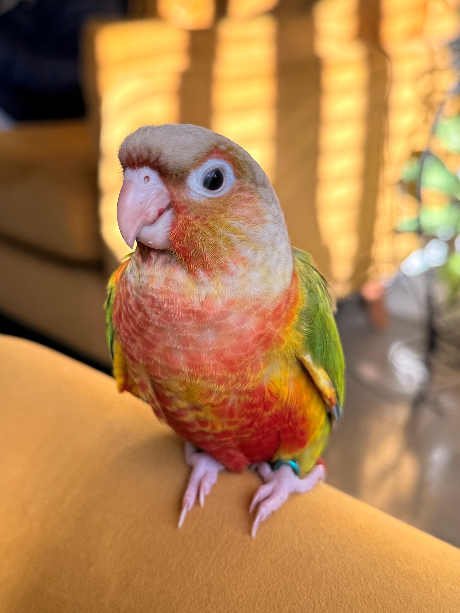 Hand reared baby Green cheek conures - Conures