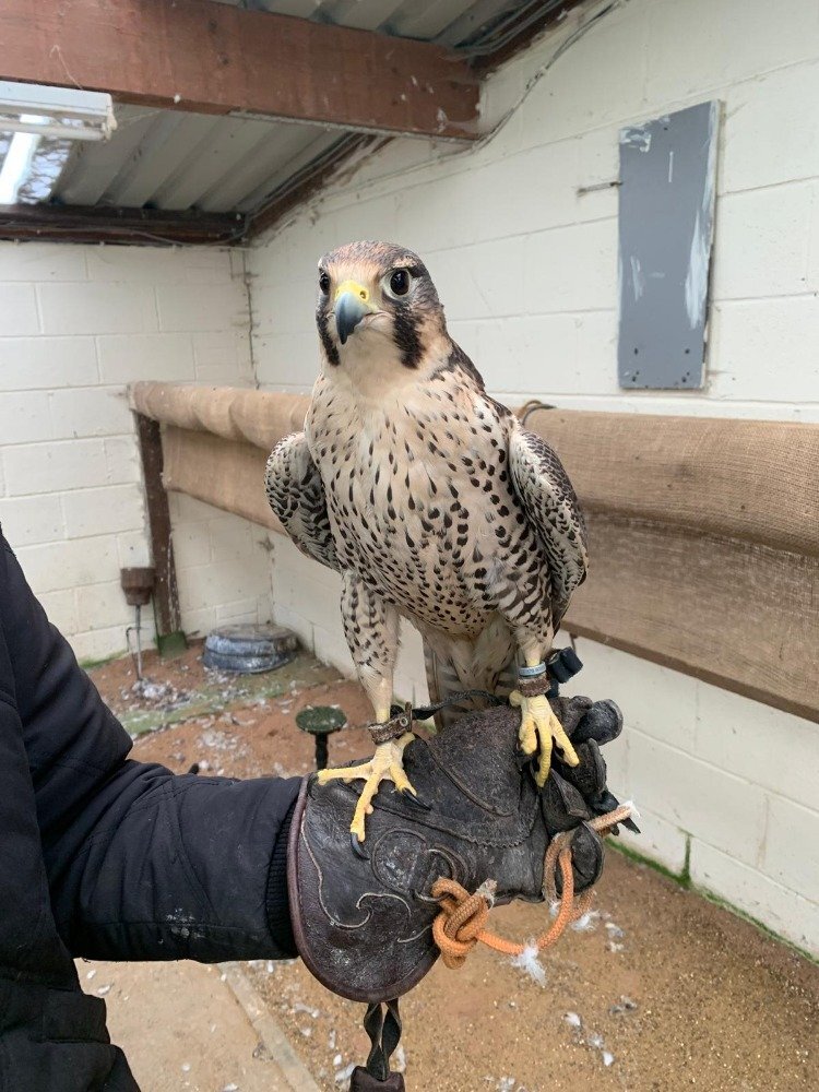 Female 2011 Imprint Gyr x Prairie   in {LOCATION}