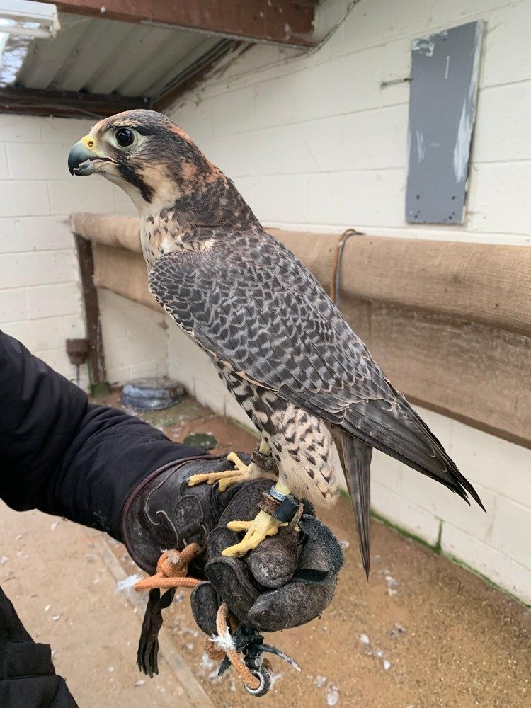 Falcons