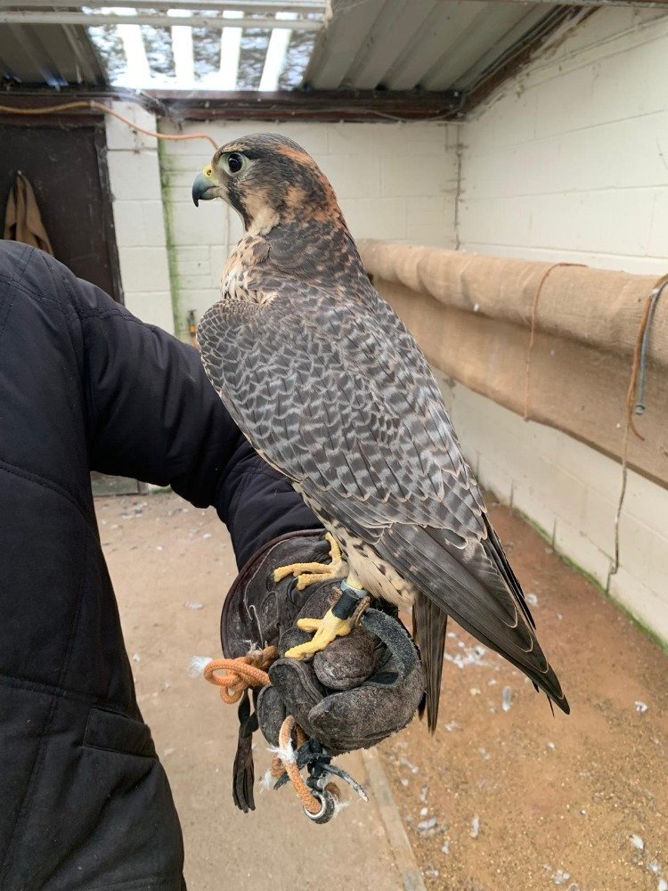 Falcons - {TYPE}