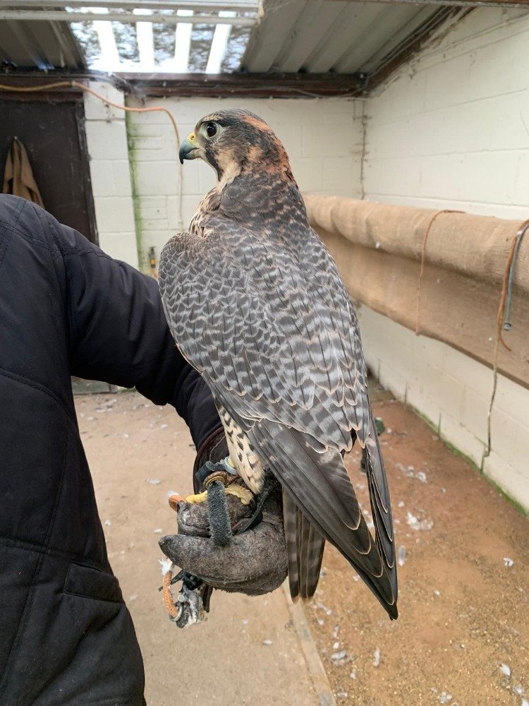 Falcons - Female 2011 Imprint Gyr x Prairie  