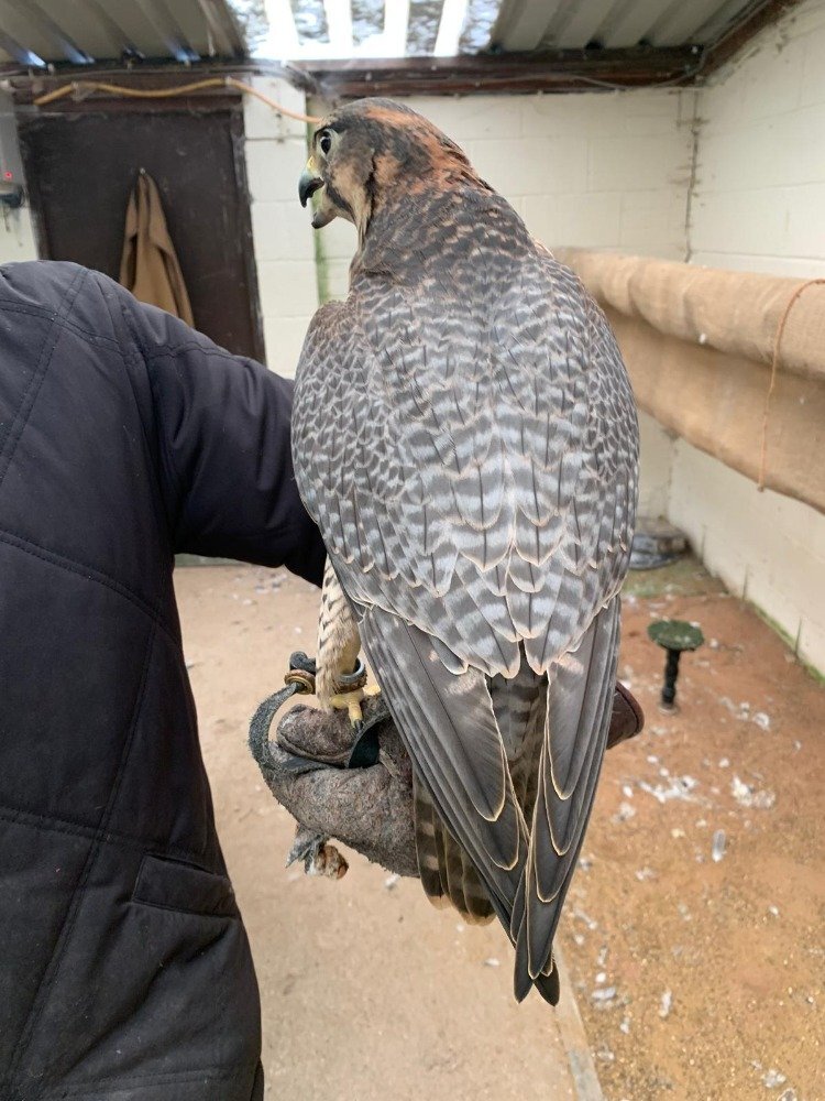Female 2011 Imprint Gyr x Prairie   - Falcons
