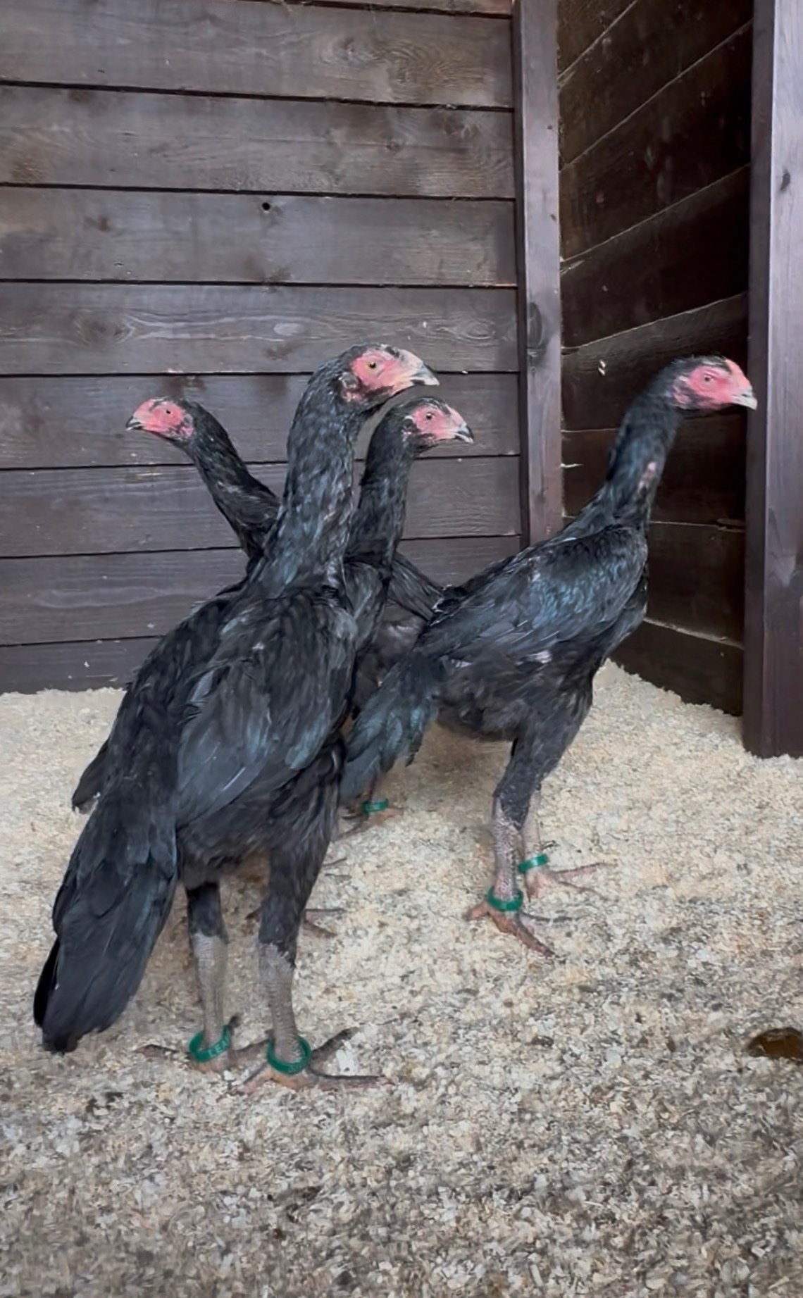 Chickens