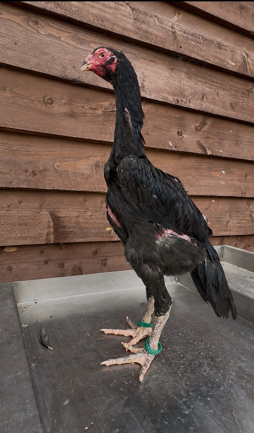 Chickens - 2 xBlack O shamo pairs