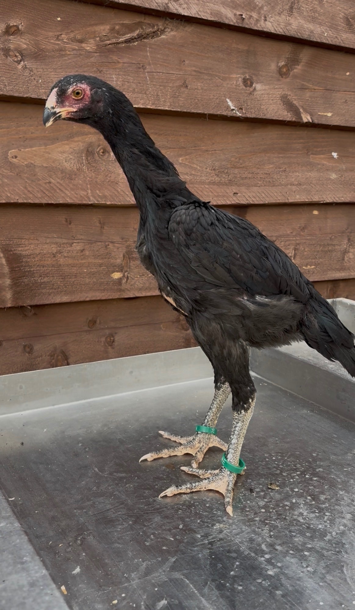 2 xBlack O shamo pairs - Chickens