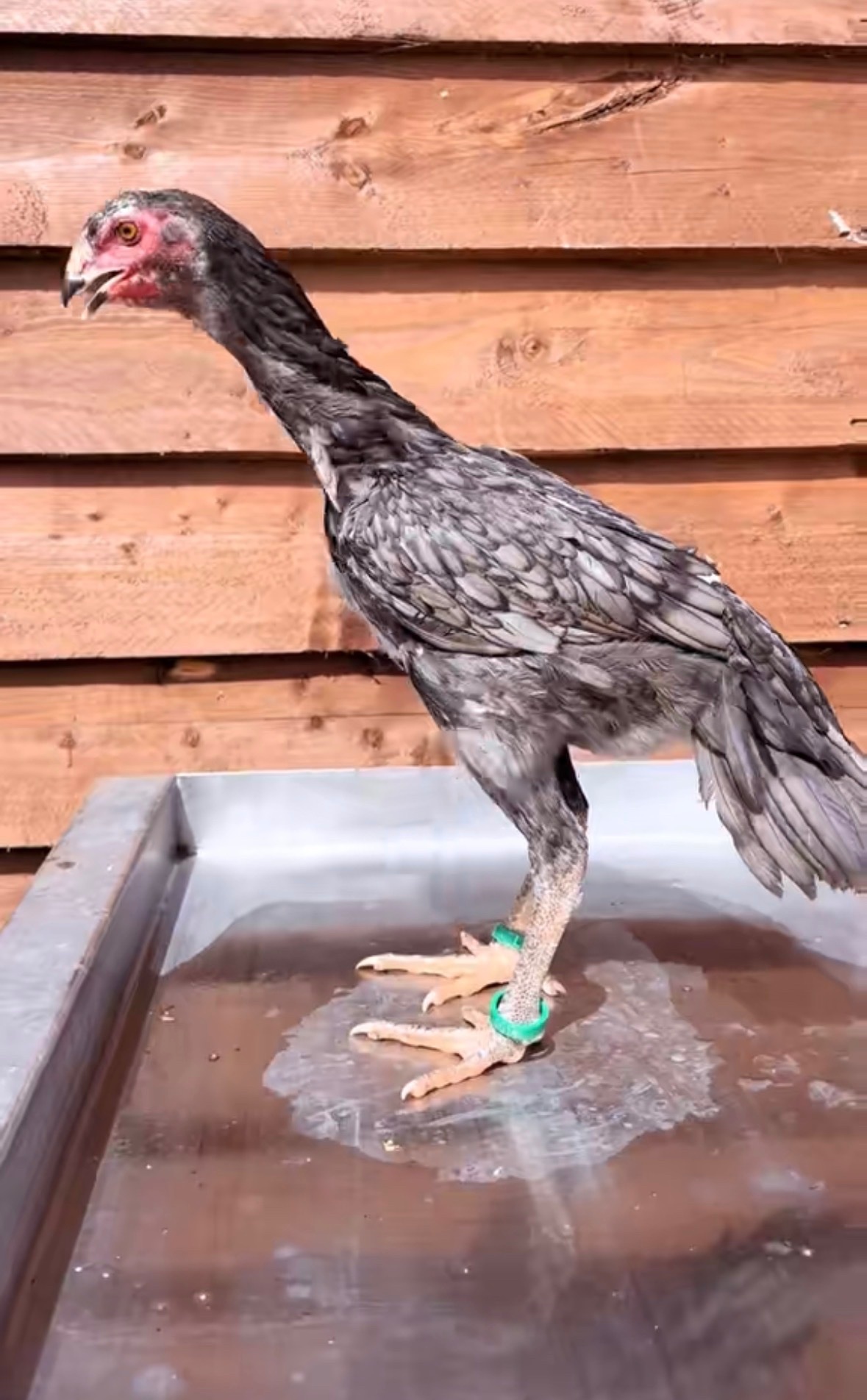 Chickens - {TYPE}