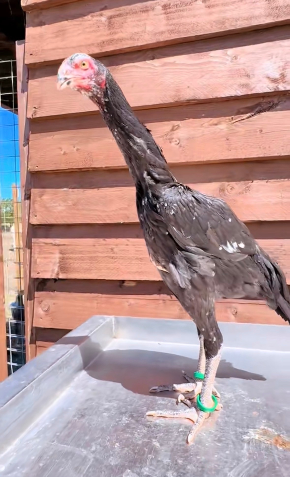 Pair of shamo pullets  - Chickens