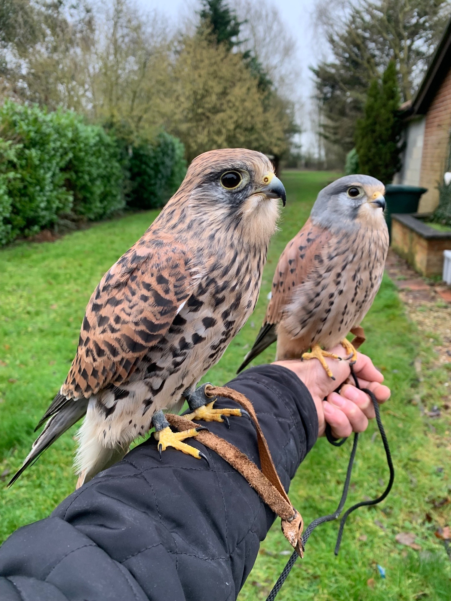 WANTED unwanted birds prey WANTED - Hawks
