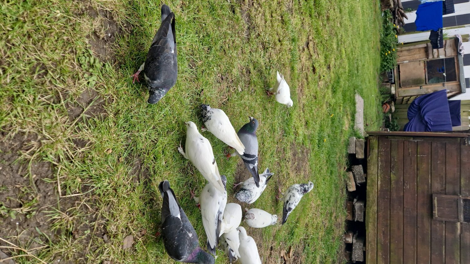 Pigeons