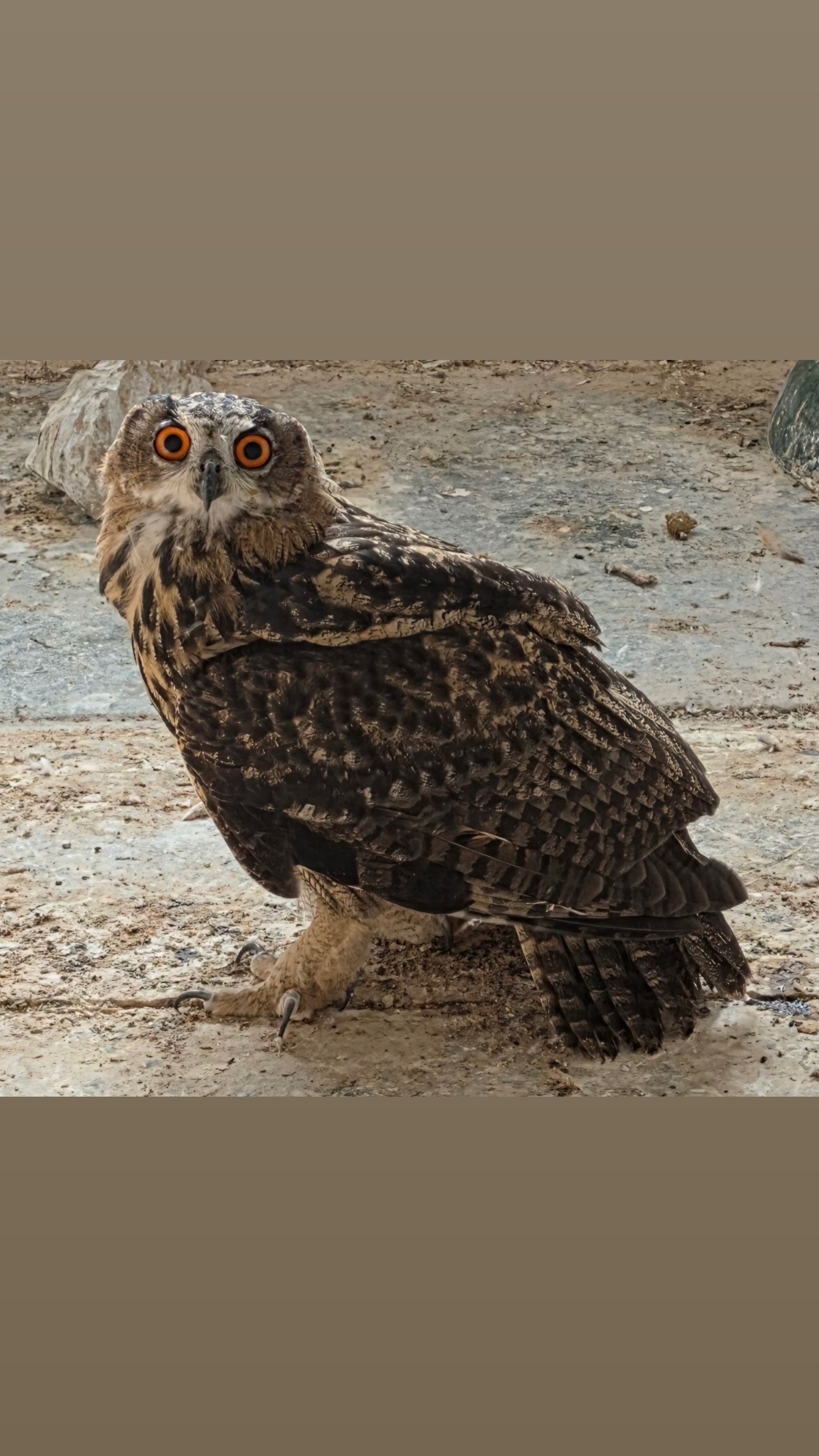 2026 Parent Reared Female European Eagle Owl in {LOCATION}
