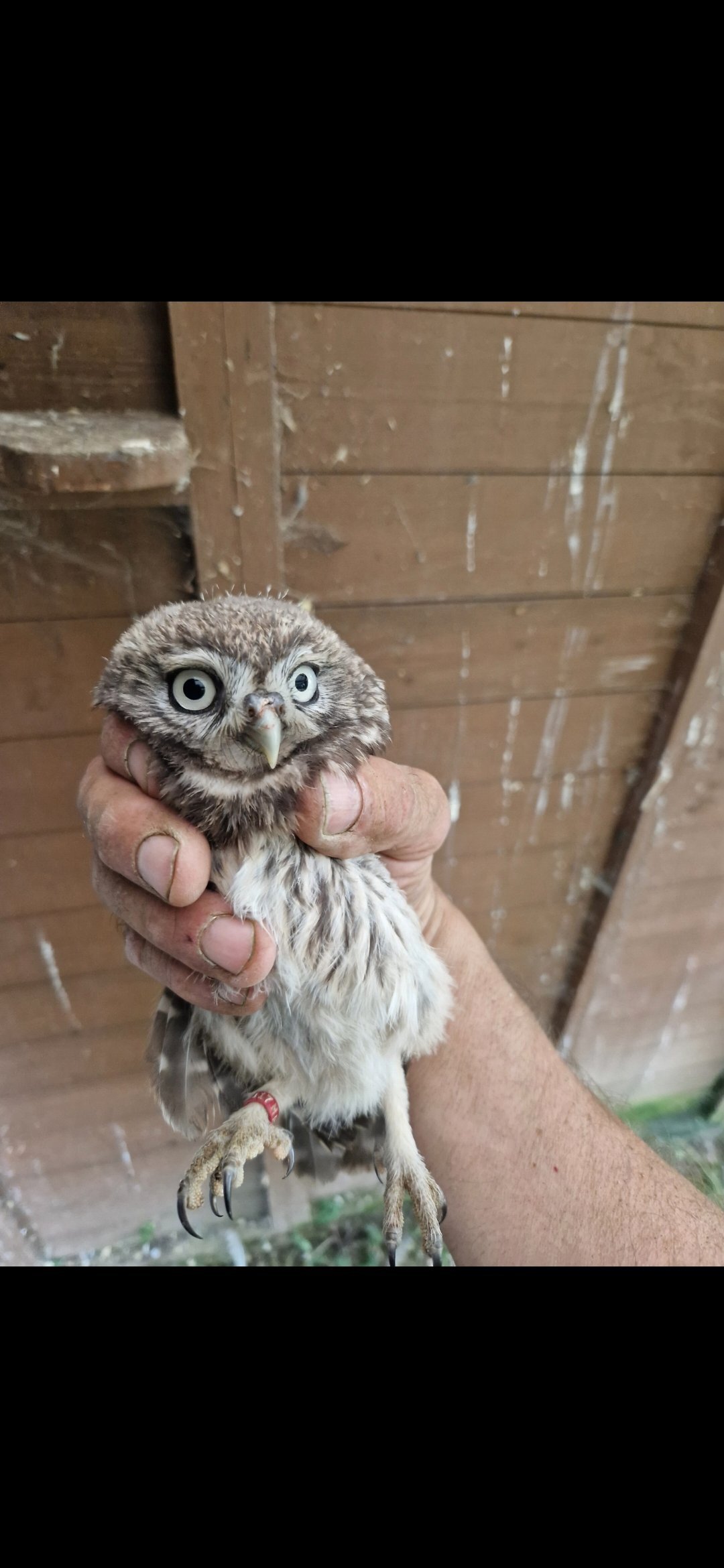 Little Owl female just fledged for sale PR. A10 available. Ring mark in {LOCATION}