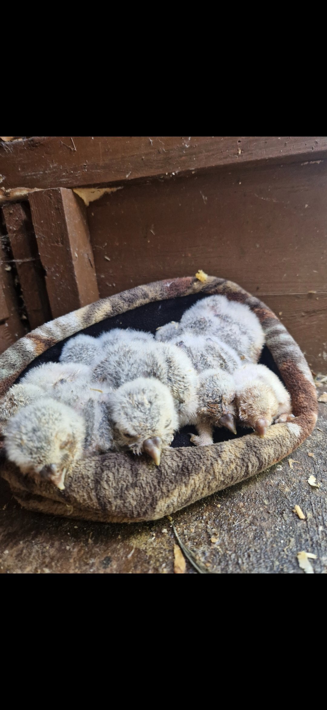 Owls