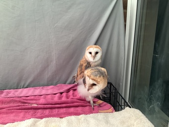 Common barn owls