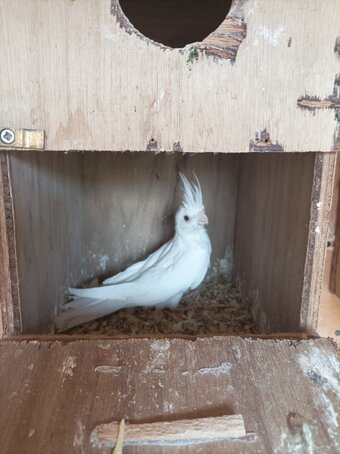 2 young Albino cockatiels for sale 