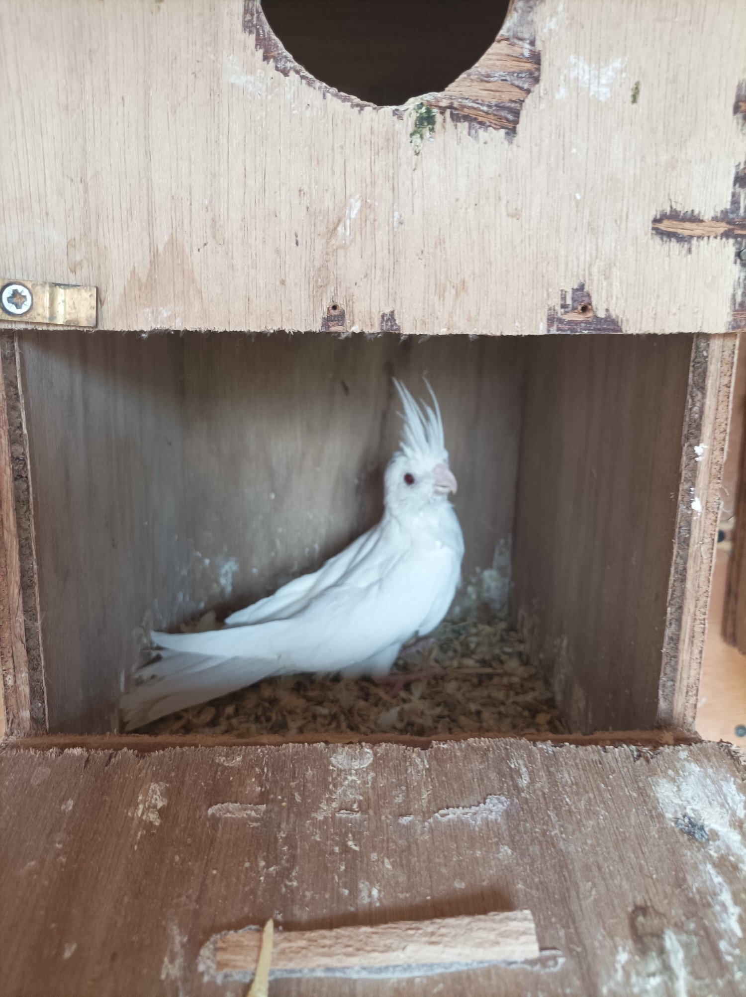 2 young Albino cockatiels for sale  in {LOCATION}