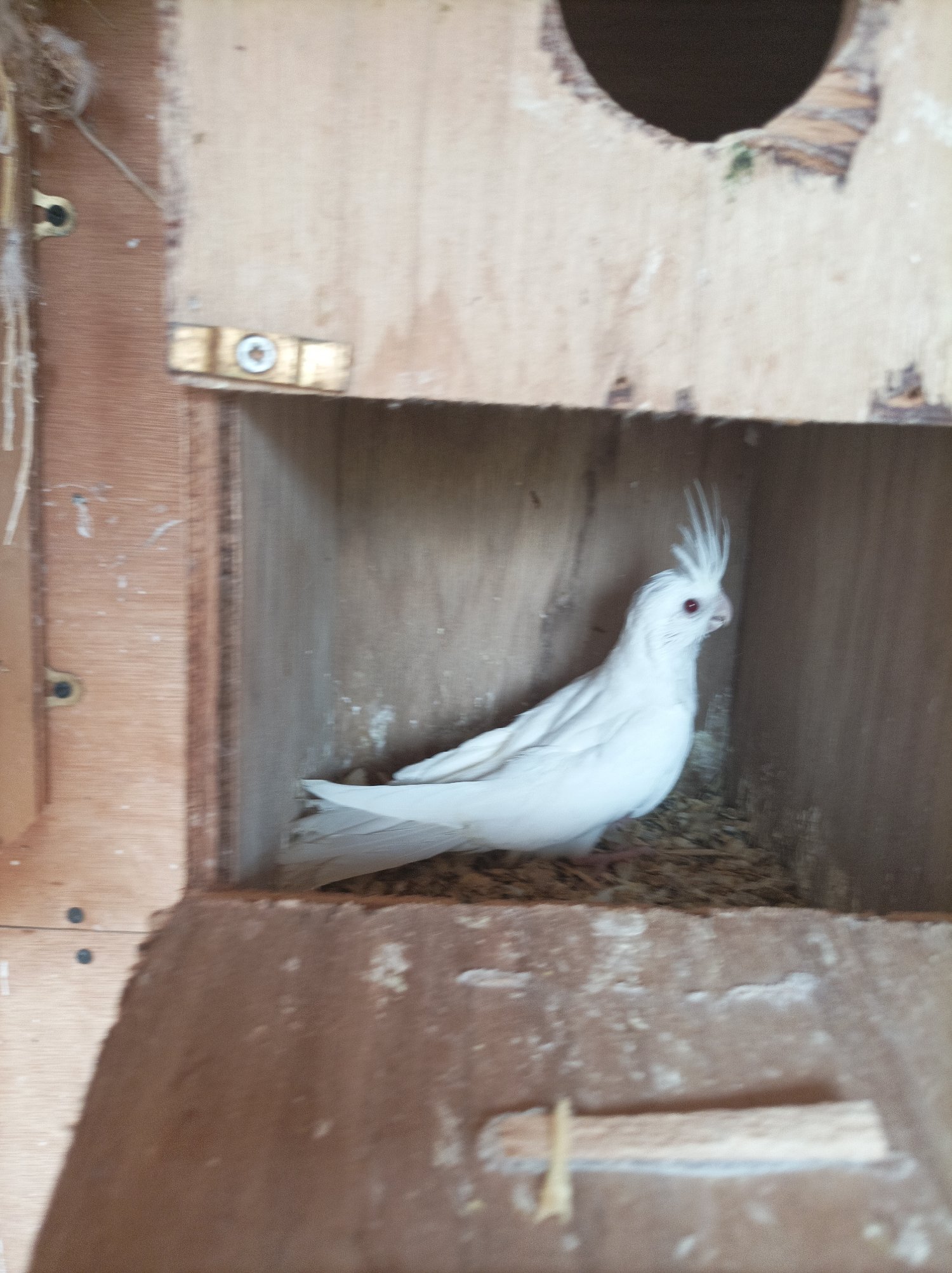 Cockatiels