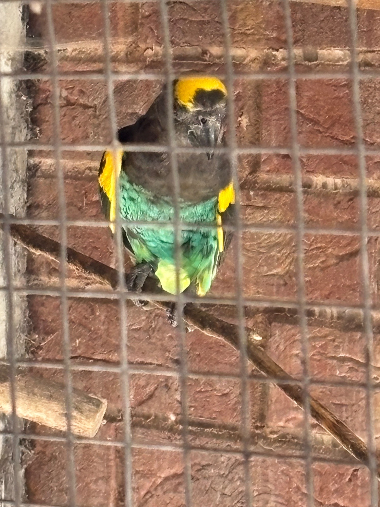 Other Parrots