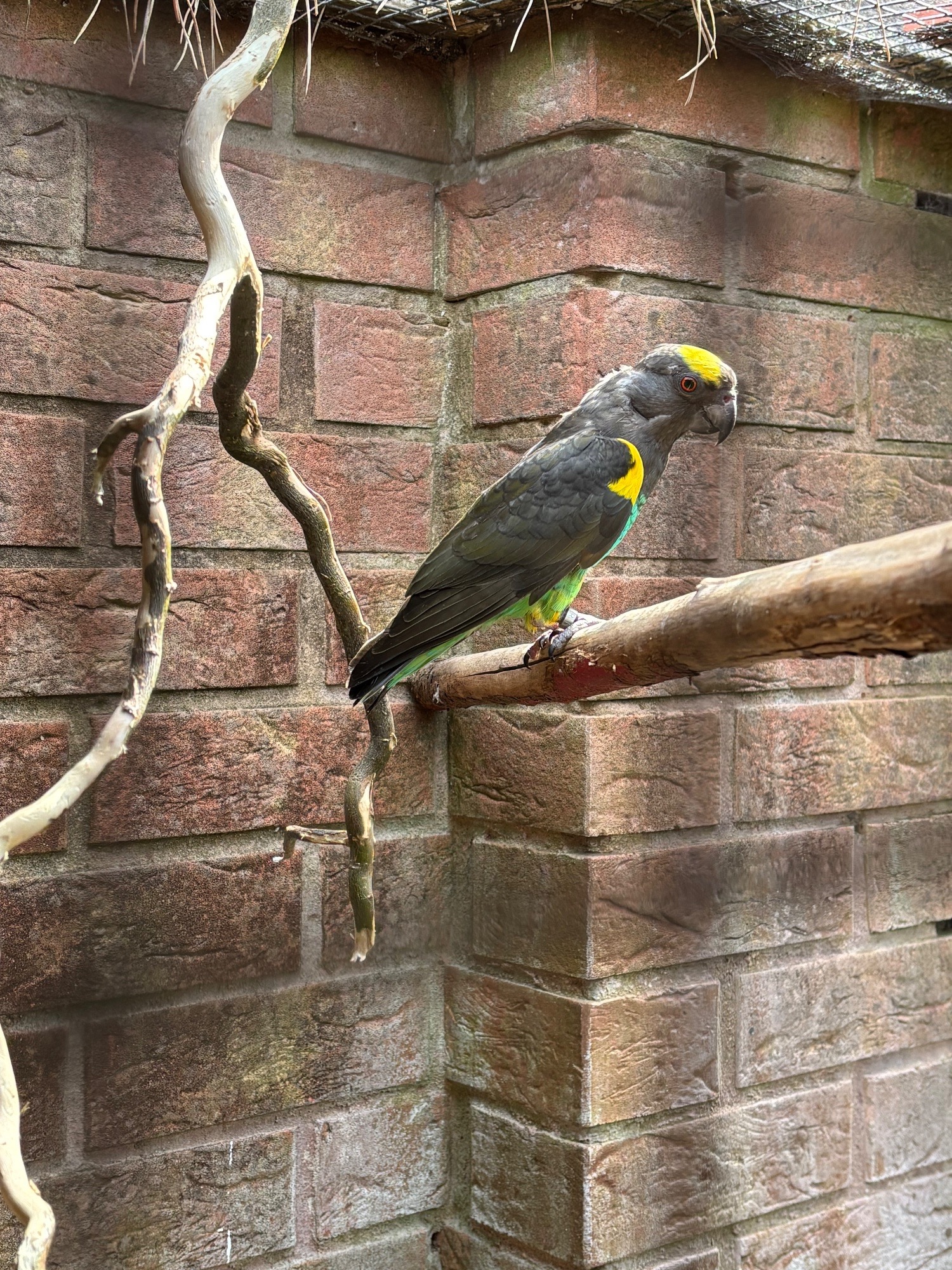 Other Parrots - {TYPE}