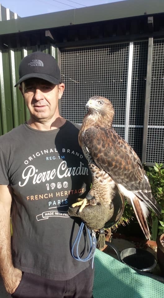 Buzzards