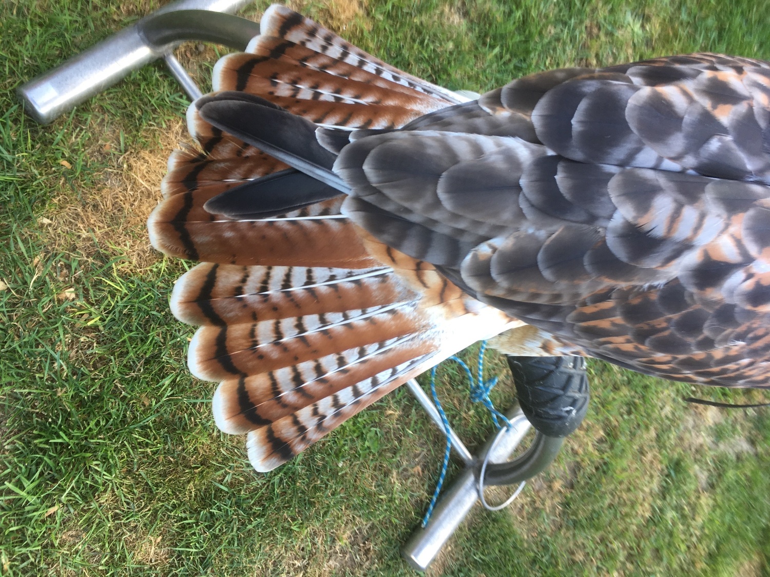 Buzzards - Parent reared female frugitail nine years old egg layer days at 3lb 6 oz 