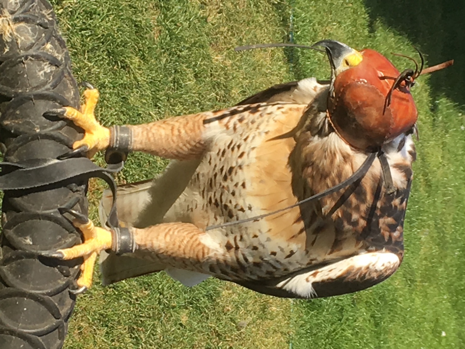 Parent reared female frugitail nine years old egg layer days at 3lb 6 oz  - Buzzards