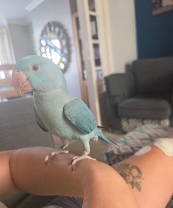 Beautiful hand reared Tame Indian Ring neck Parrot