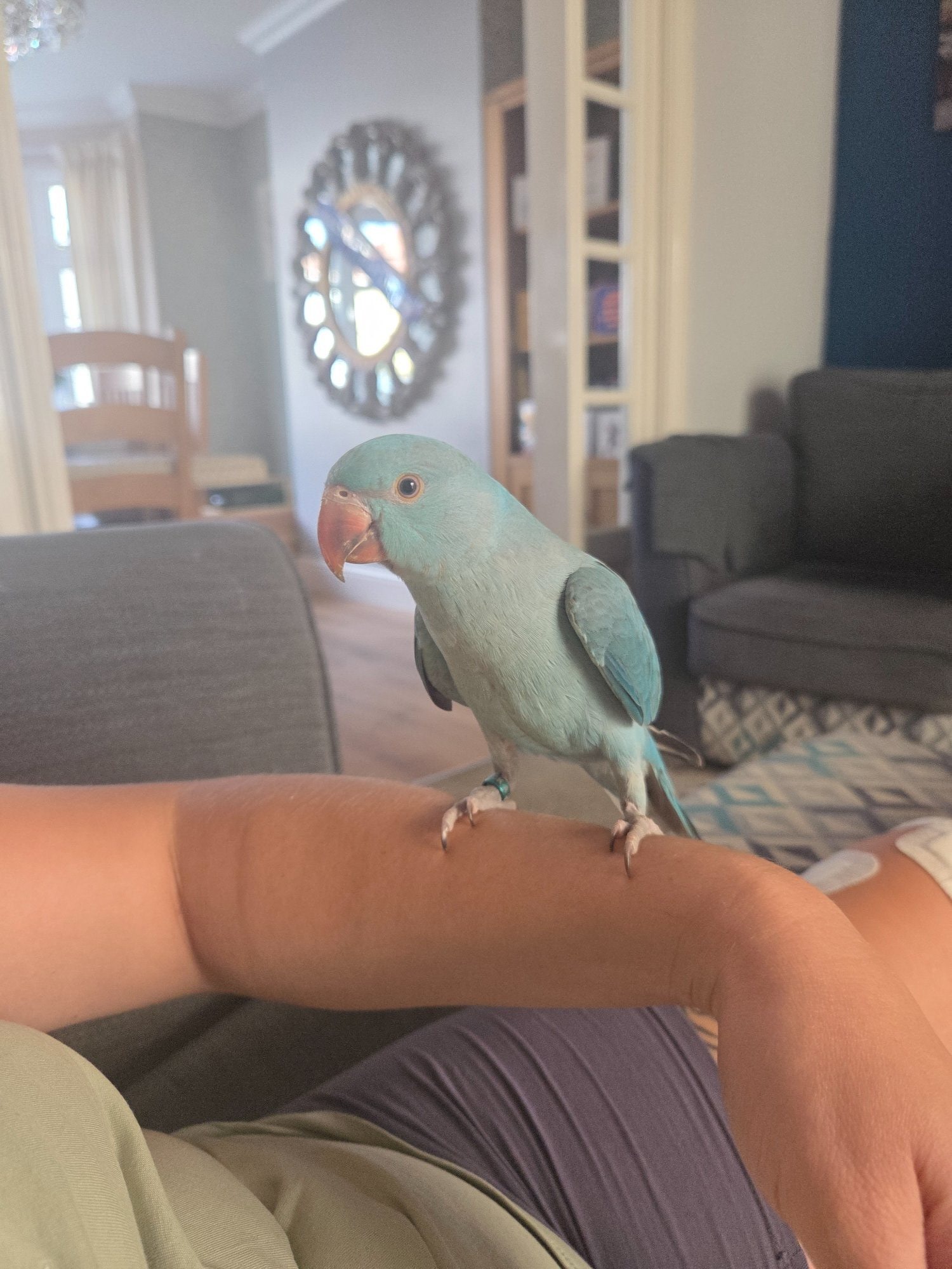 Other Parrots