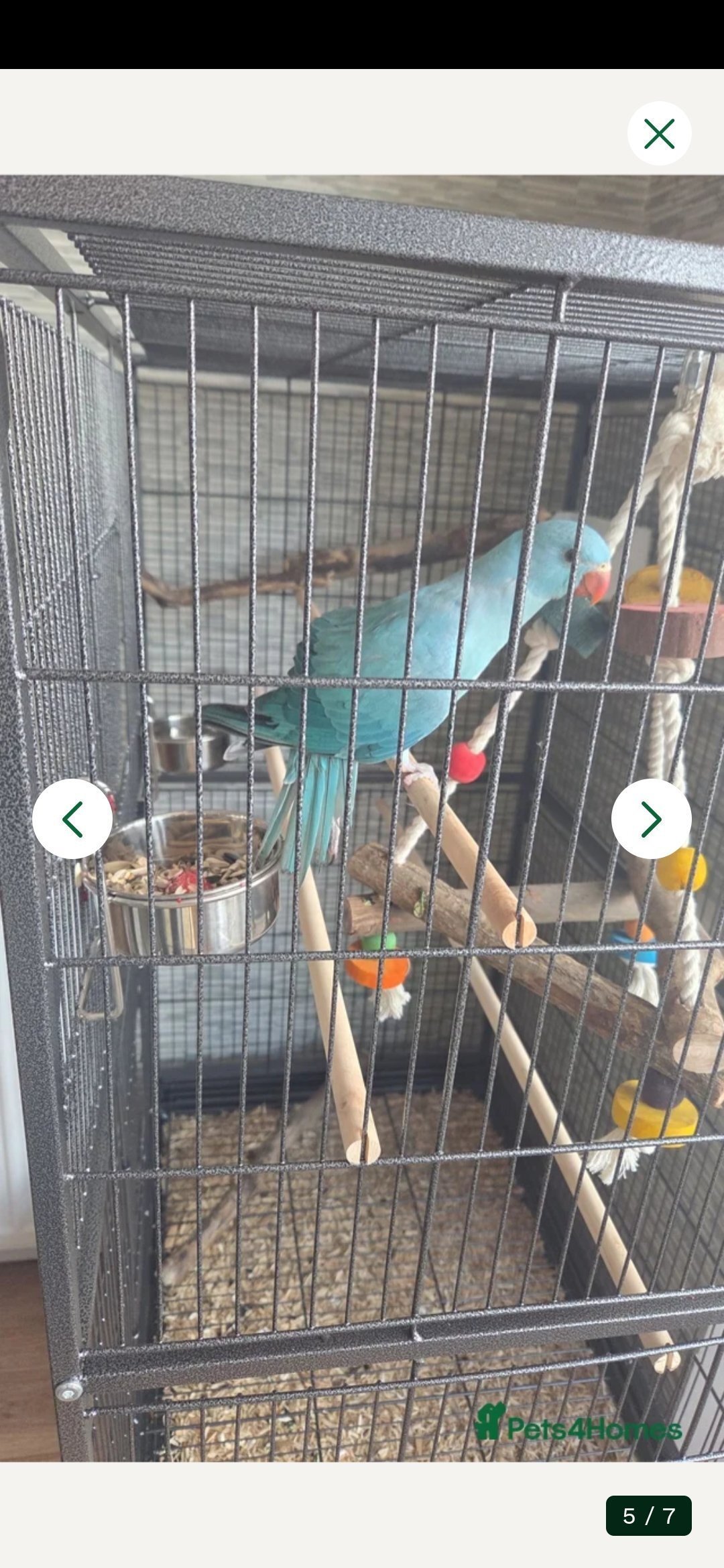 Beautiful hand reared Tame Indian Ring neck Parrot - Other Parrots